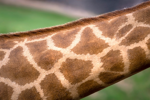 Head portrait of giraffe.