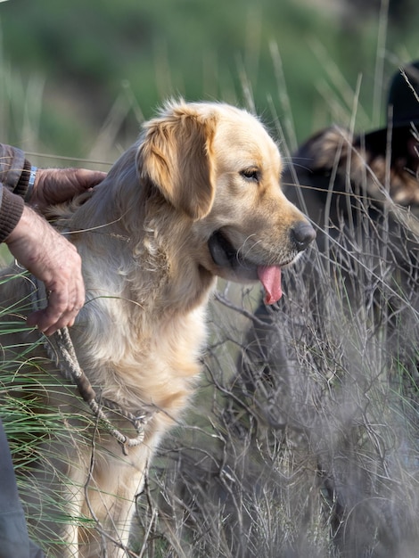 Foto ritratto capo del cane golden retriever accanto al suo proprietario che tiene le mani al guinzaglio