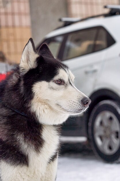 Head portrait of a sabaka of a husky breed against a car