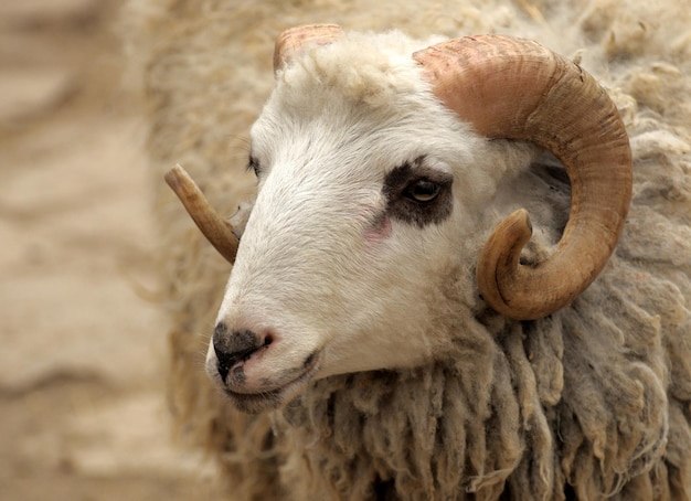 The head of a ram closeup