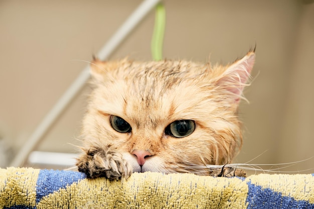 The head of a red cat peeks out from behind a towel hanging on\
the edge of the grooming bathroom