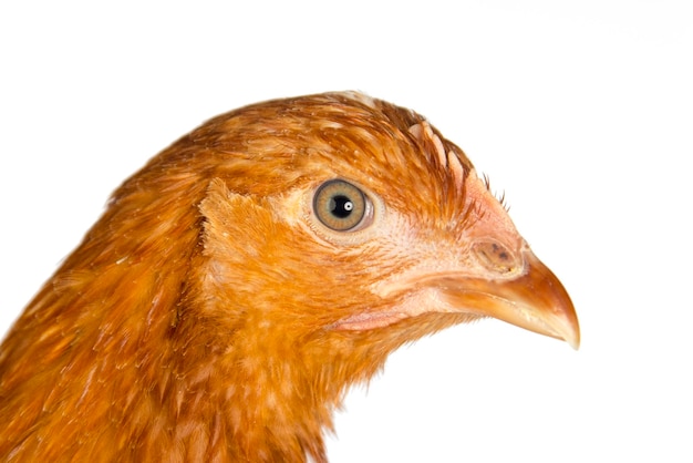 Голова красной курицы