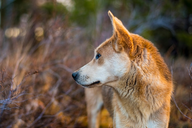 the head of a red hunting dog looks into the distance of the forest in autumn