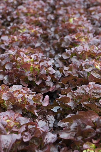 The head of red lettuce in farm