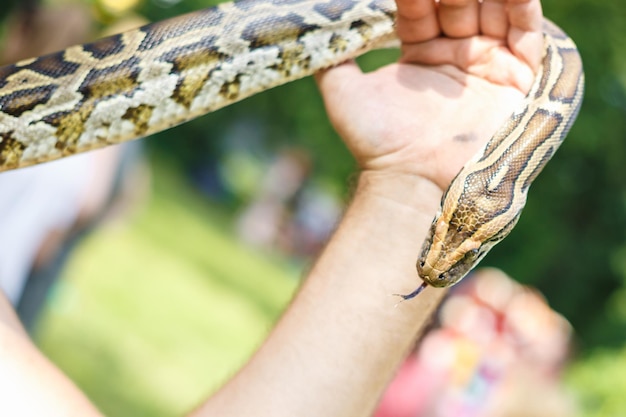 Head of Reticulated python in the hands of man