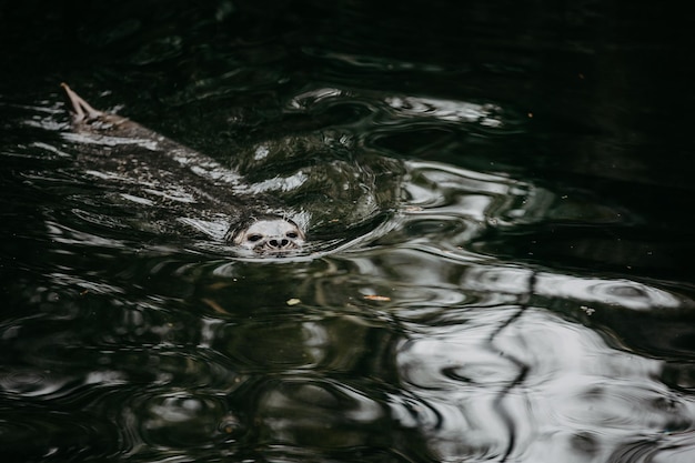 Foto testa di foca che nuota in acqua