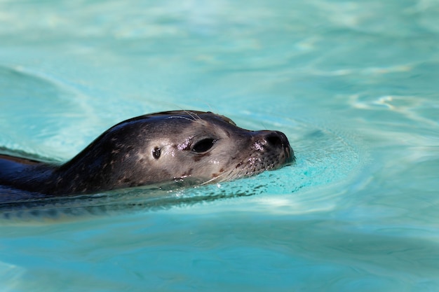 Photo head of seal in water in spring