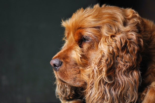 Head shot of American Cocker Spaniel