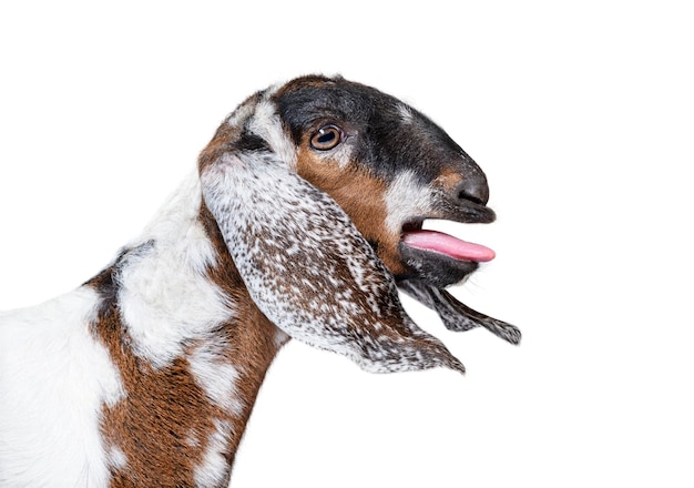 Head shot of an angloNubian goat bleating isolated on white