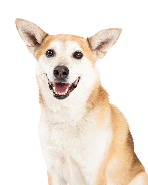 Head Shot of Australian Cattle and Shiba Inu Mix Dog