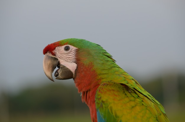 Photo head shot beautiful macaw