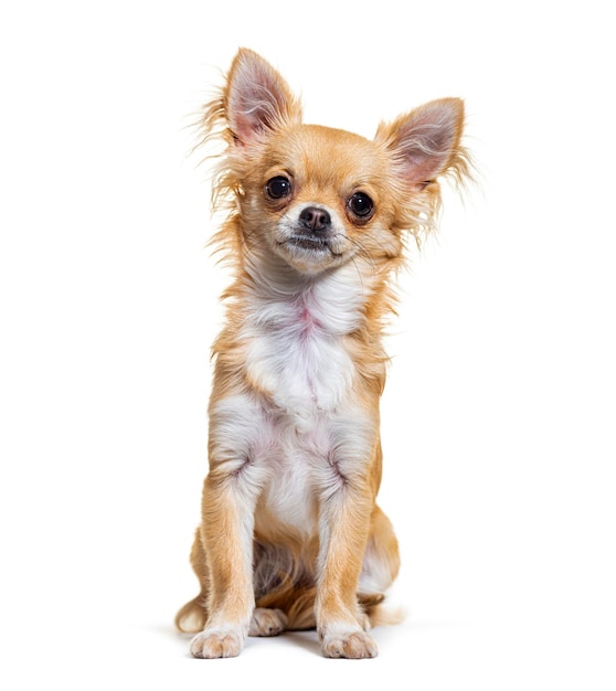 ヘッドショットベージュ色のチワワ犬がカメラに向かって白に隔離して座っています