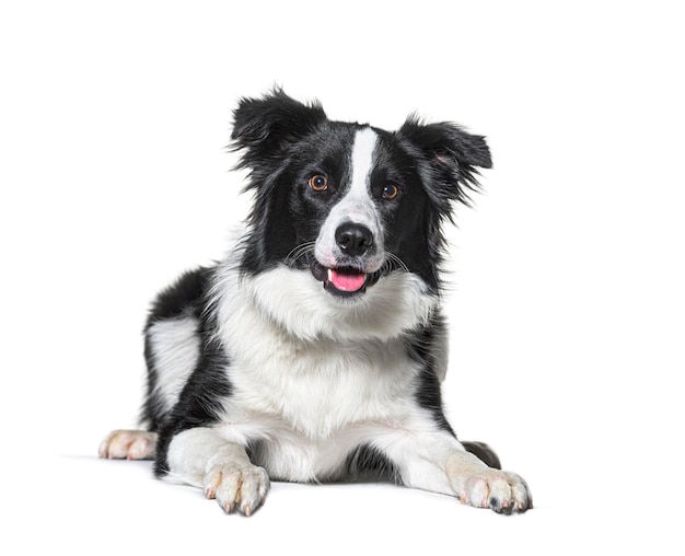 Head shot of a border collie in a circle