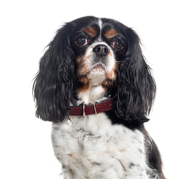 Head shot of a Cavalier king charles wearing a collar Isolated on white