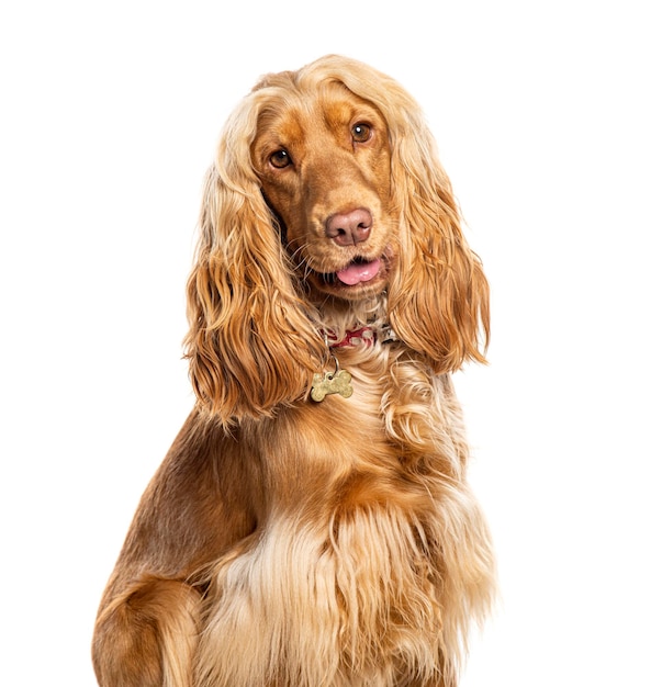 Head shot of Cocker Spaniel wearing a dog collar and a medal Isolated on wite