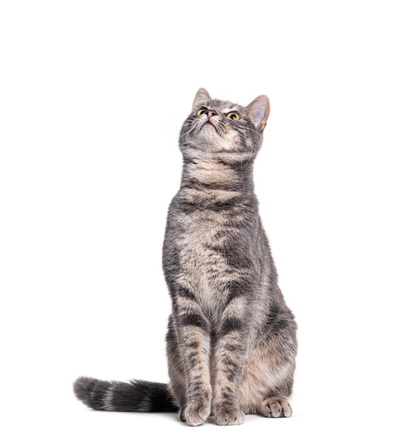 head shot of a curious grey tabby cat looking up to the copy space area isolated on white