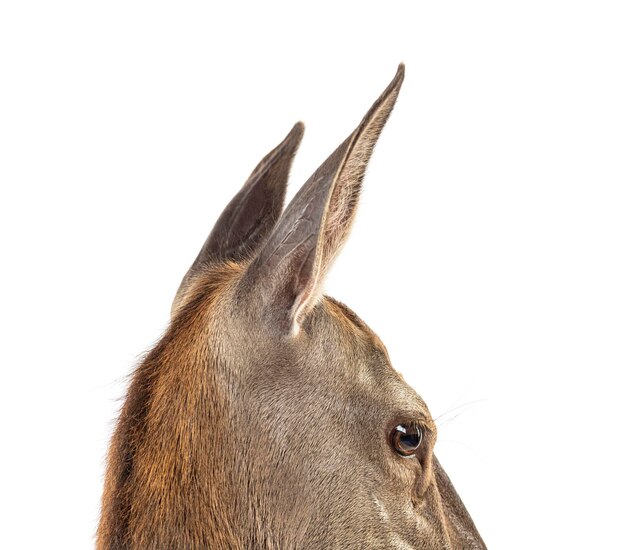 Head shot on a doe on the lookout Female red deer isolated