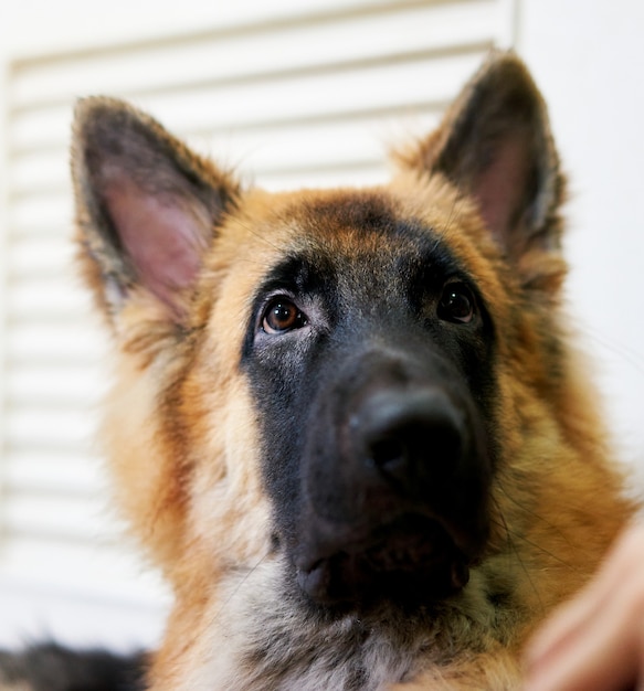 Head shot of dog looking something