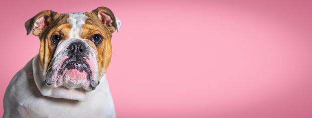 Head shot of a English bulldog looking away against a pink banner background