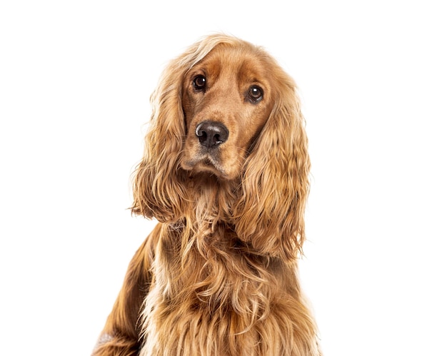 白い背景でカメラを見ているイングリッシュ・コッカー・スパニエル犬のヘッドショット