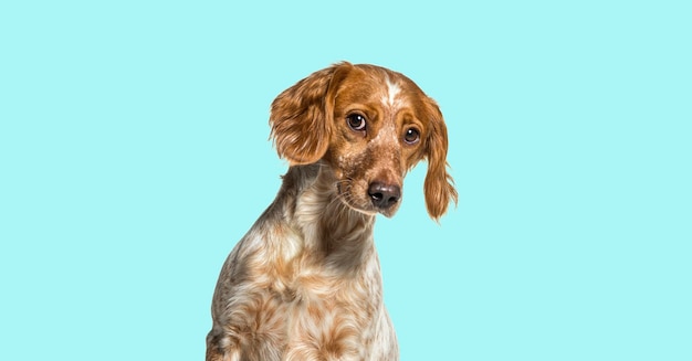 Photo head shot of a epagneul breton brittany dog looking with curiosity on blue