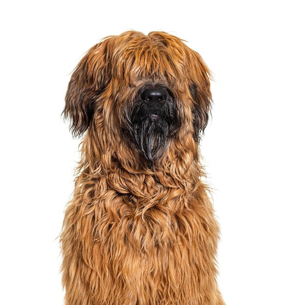 Head shot of a Fawn Briard dog isolated on white