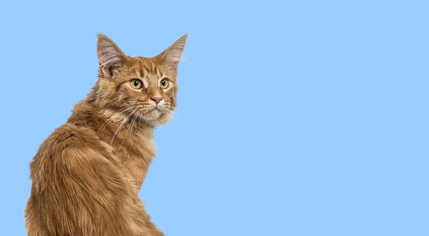 Head shot of a ginger Maine Coon cat looking away on blue background