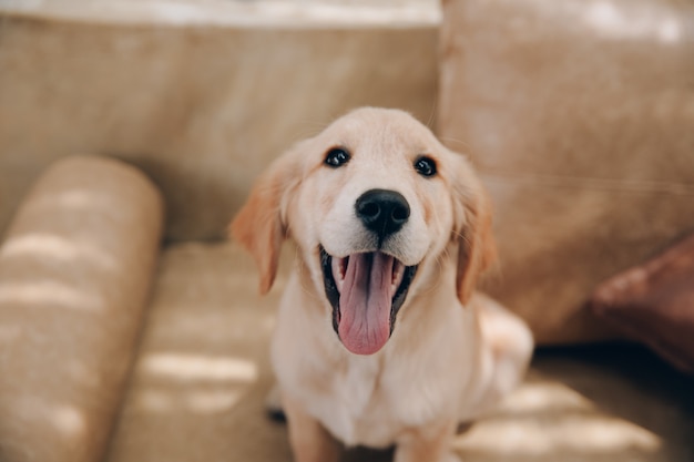 Head shot of Golden Retriever looking very interested in tha house