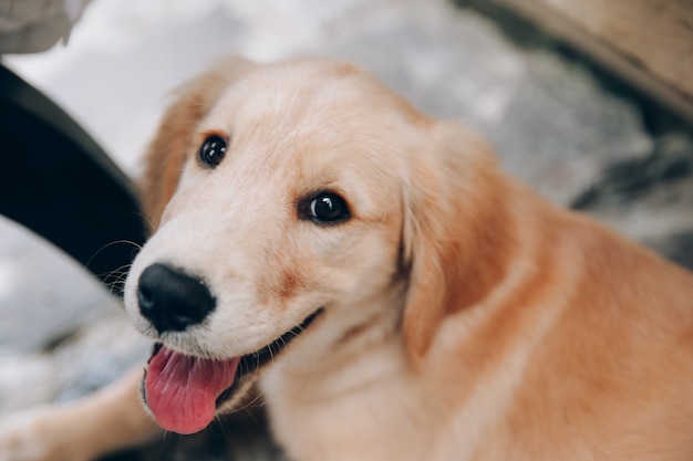 Head shot of Golden Retriever looking very interested