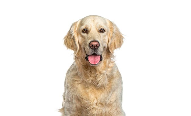 Foto scatto a testa di un golden retriever che ansima e guarda la telecamera isolato su bianco remastered