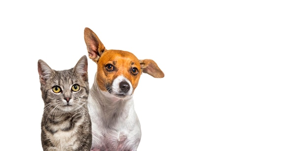 Head shot of Grey striped tabby cat and Jack russell terrier dog together isolated on white banner with copy space