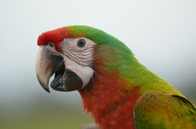 Foto colpo di testa di uccello macaw, bellissimo uccello