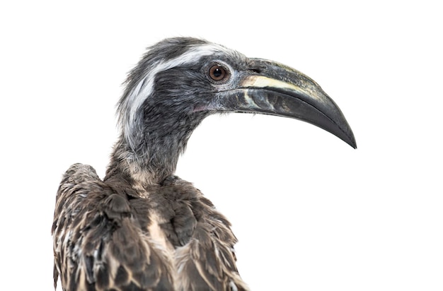 男性アフリカ灰色サイチョウ Lophoceros nasutus i のヘッド ショット