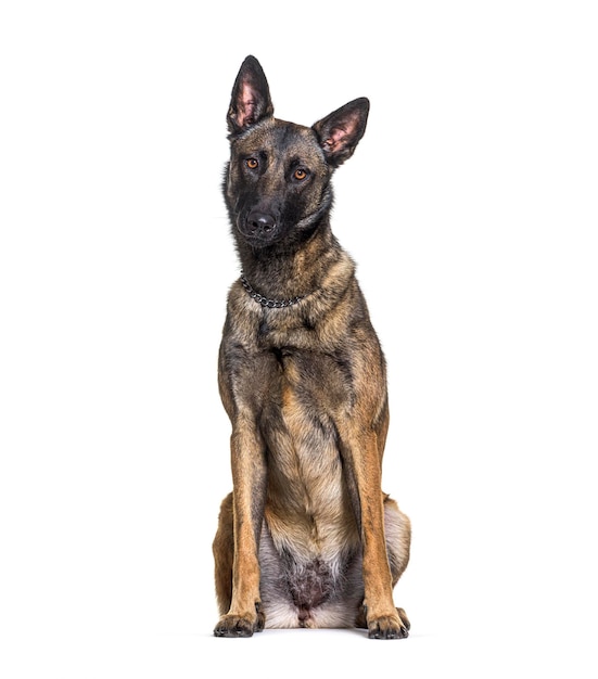 Photo head shot of a malinois dog lloking at the camera isolated on white