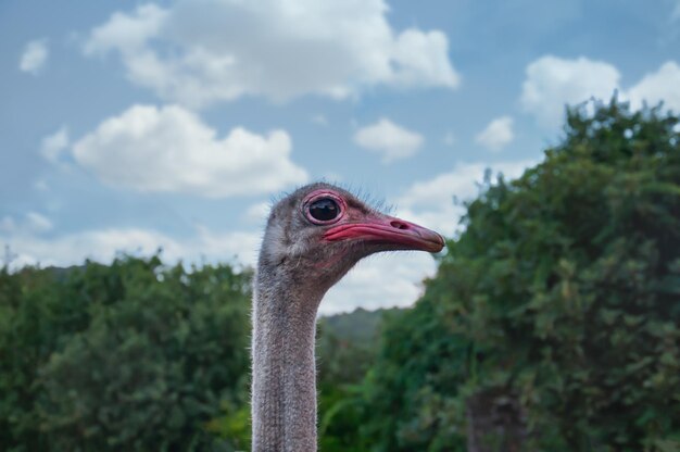 Head shot of an ostrich looking at the camera. a close-up shot\
of an ostrich head