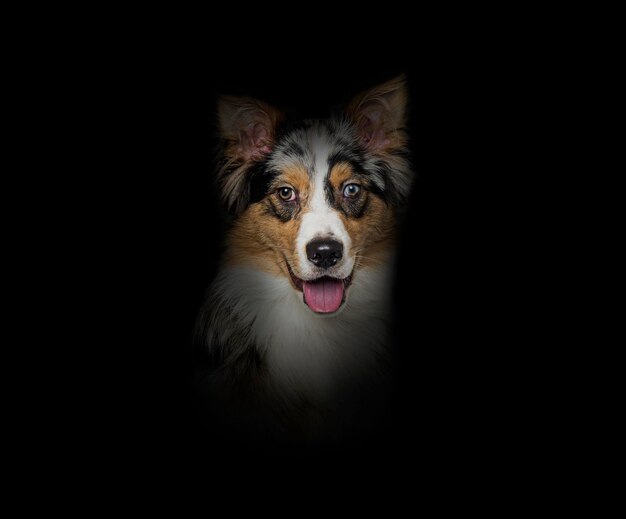 Head shot of a panting Bleu merle border collie oddeyed on black