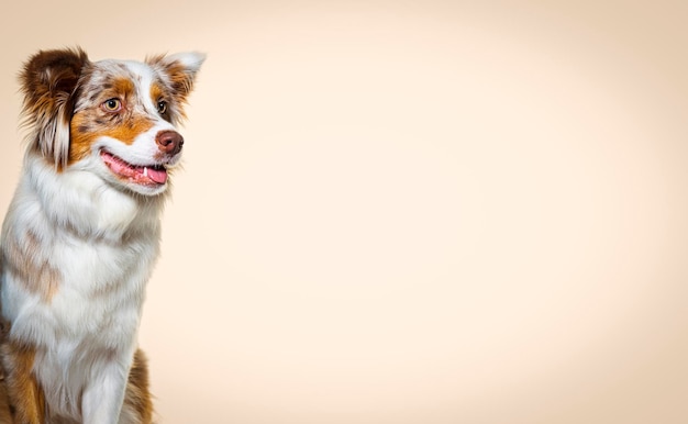 Head shot of a Red merle australian shepherd against pastel brown background