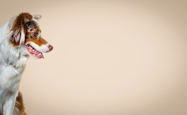 Head shot of a Red merle australian shepherd dog Side view