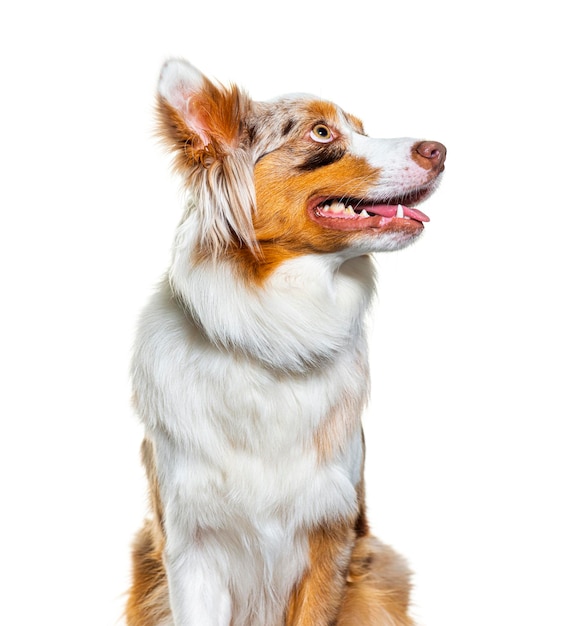 Head shot of a Red merle australian shepherd panting and looking up