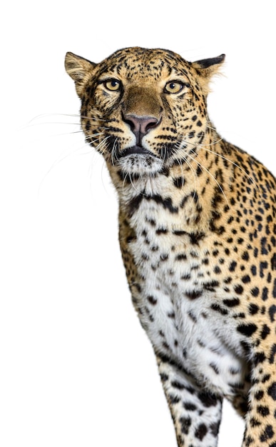 head shot of a spotted leopard looking at the camera isolated on white