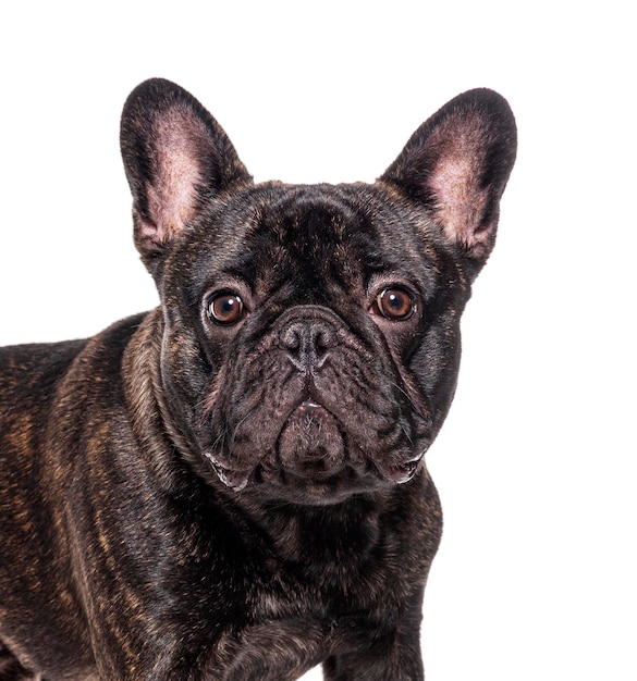 Head shot of a three French bulldog isolated on white