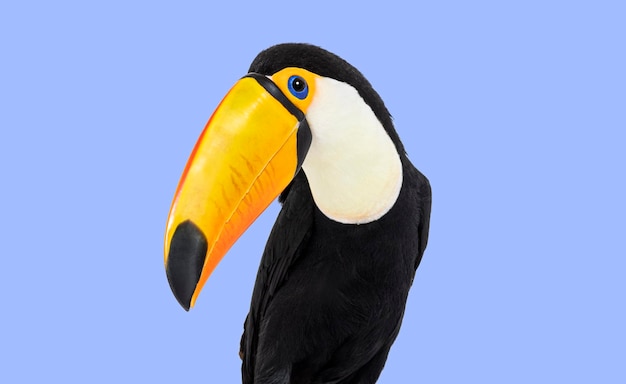 Photo head shot of a toucan toco on violet background