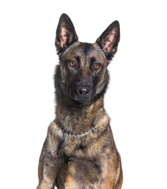 Head shot van een mechelaar kijken naar de camera belgische herder geïsoleerd op wit