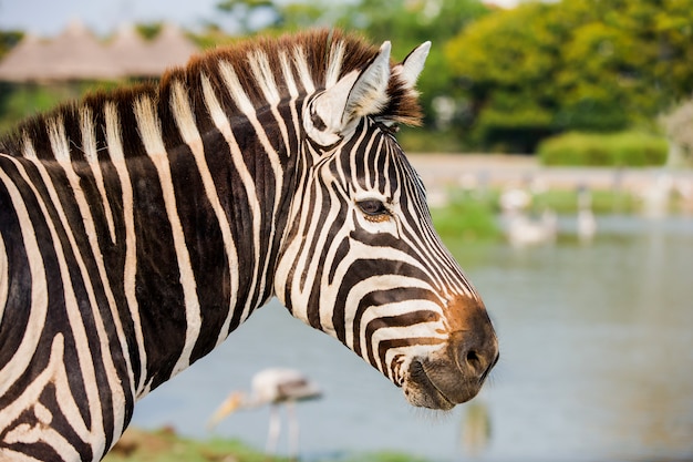 Photo head shot of zebra in the zafari park