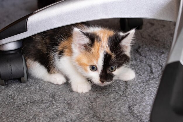 Head of small tricolor kitten portrait closeup