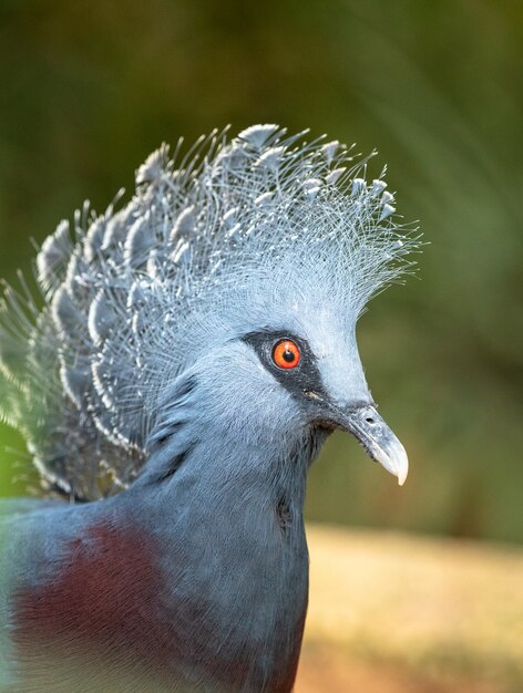 Testa di victoria crowned pigeon - goura victoria.