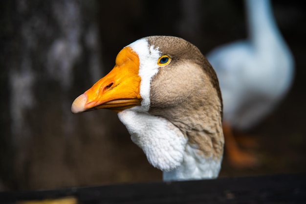 the head of a well fed goose close-up