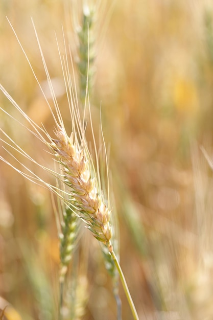 A head of wheat detail with background out of focus