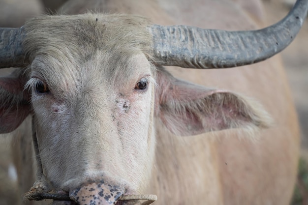 Head white asia buffalo. close up head white buffalo. Animal concept