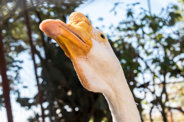 Head of a white Chinese Goose